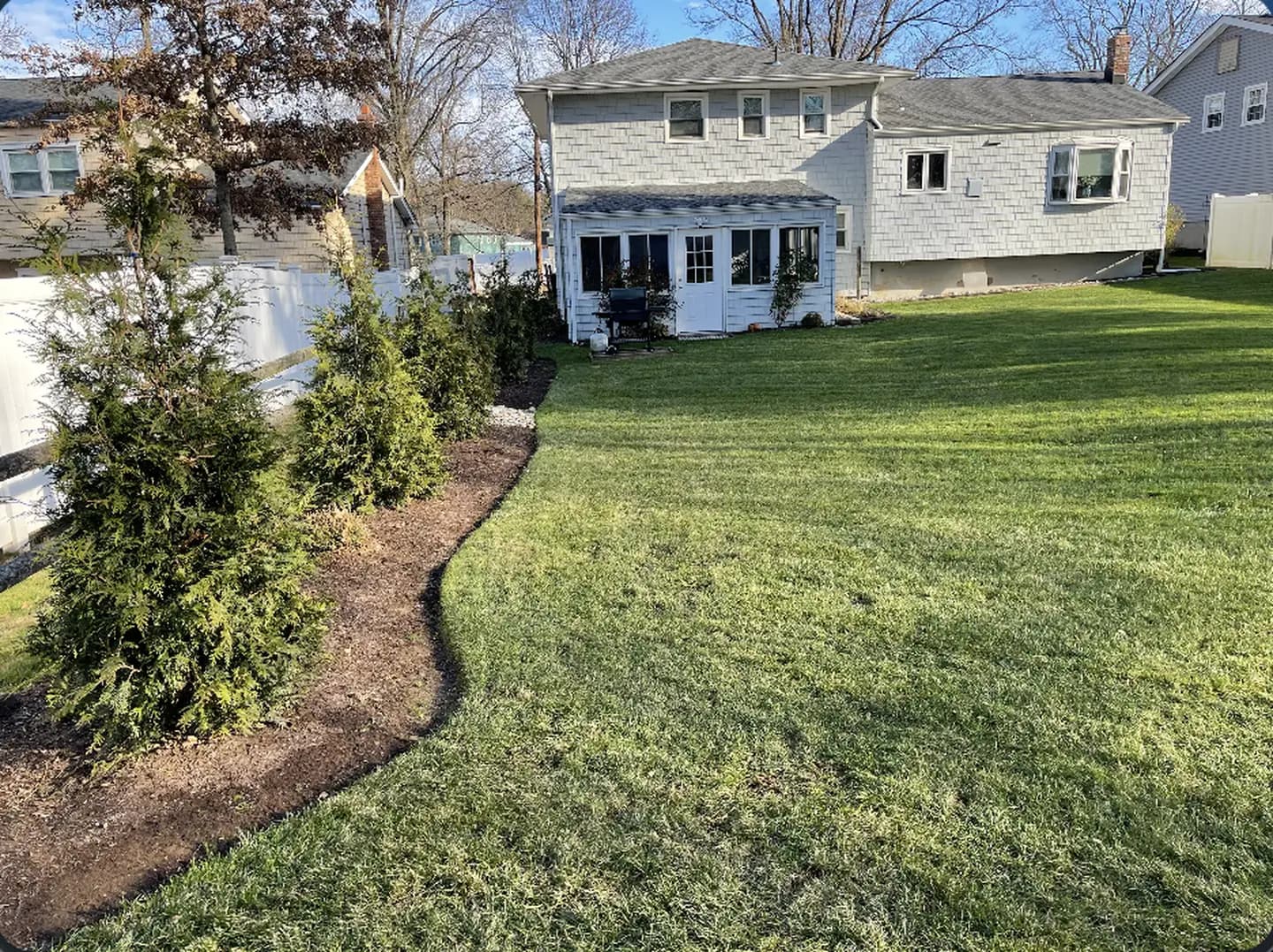 Arborvitae Privacy Hedge