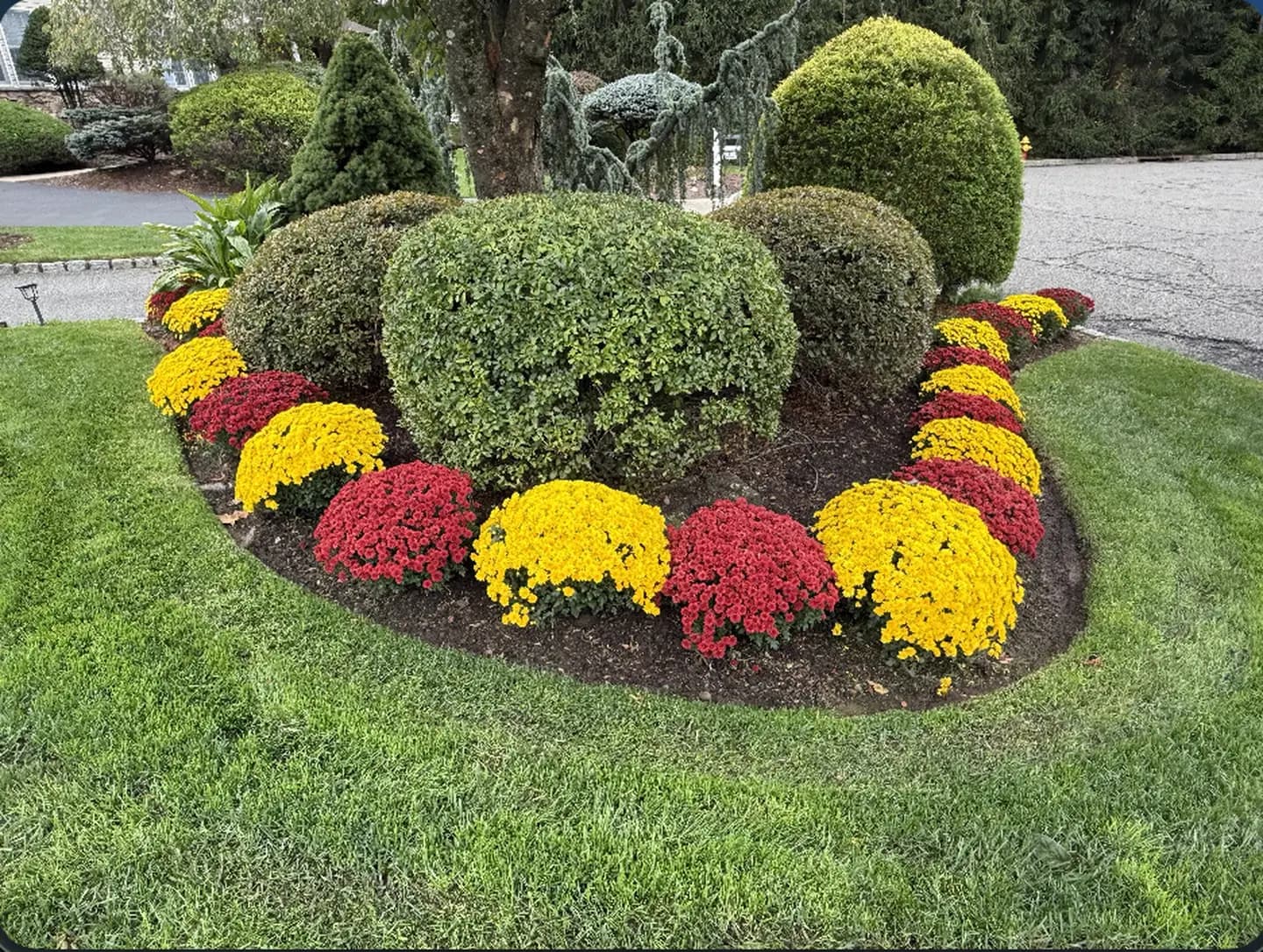 Seasonal Mum Display